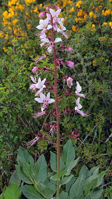 Dictamus albus L. 07-10 Novembre Massarosa (LU) Arbusto perenne (Ch. Suffr.