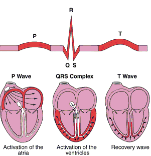 Onde separate da intervalli II Onda P QRS Onda T Attivazione