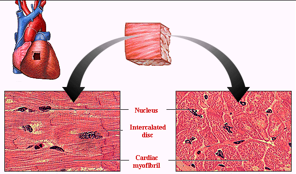 Due tipi di cellule cardiache Sistema di