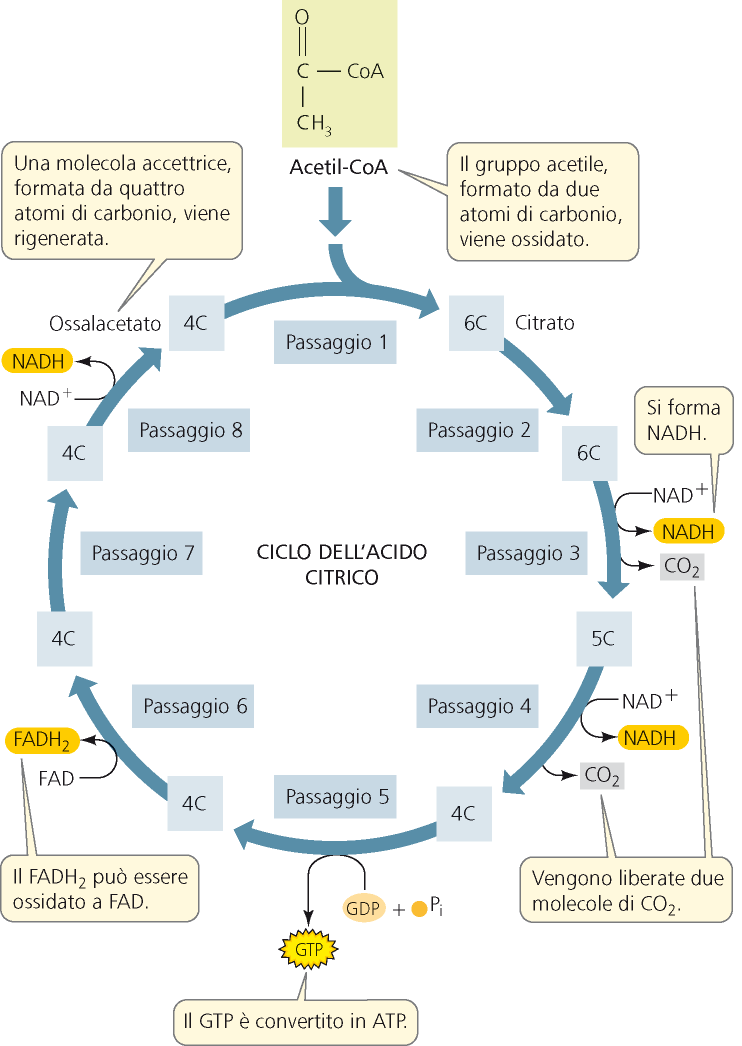 Il ciclo dell acido citrico (o di Krebs o degli acidi tricarbossilici) avviene nella matrice mitocondriale e ossida l acetil CoA L acetil CoA (2C), attraverso una caterna di reazioni, viene demolito