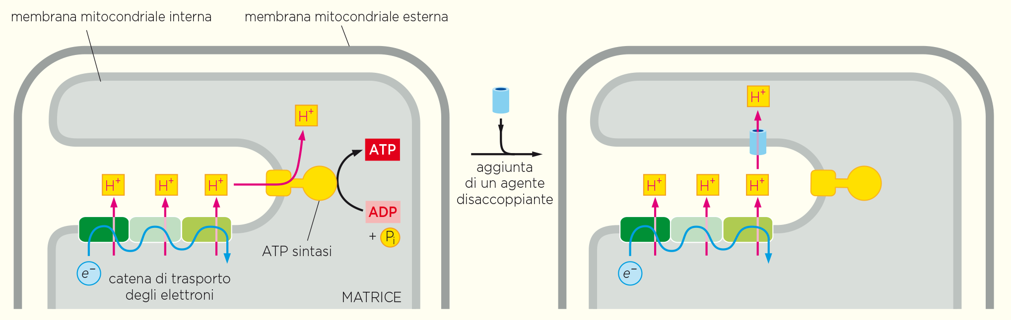 agenti disaccoppianti: 2,4-dinitrofenolo (DNP), disaccoppiano l ossidazione del NADH dalla produzione di ATP il disaccoppiamento della fosforilazione dal flusso di elettroni può essere anche