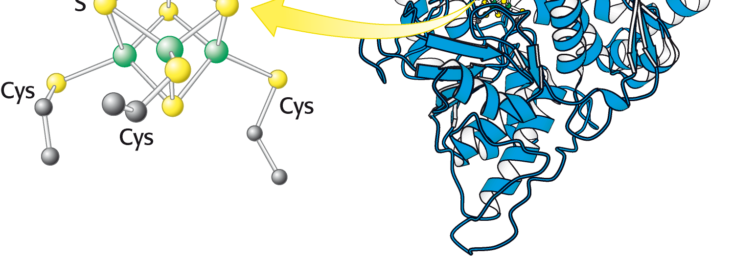 Meccanismo di reazione dell aconitasi L aconitasièuna proteina ferro-zolfo.