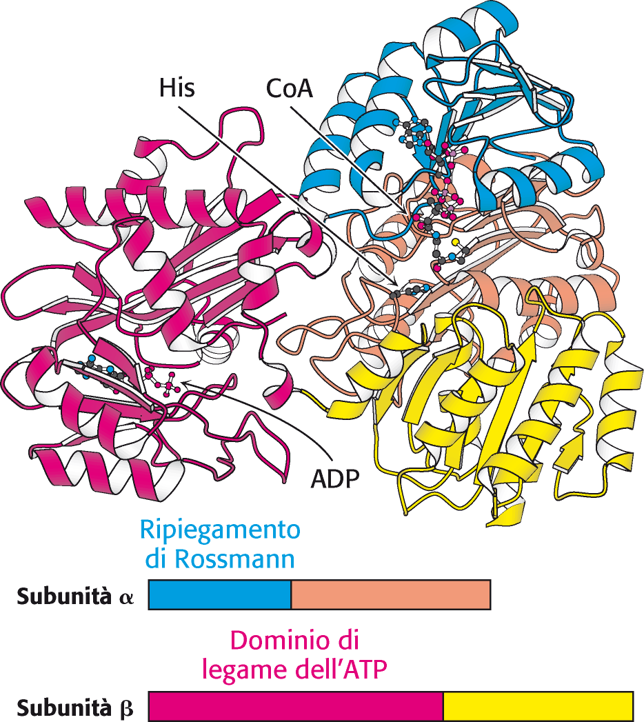 Meccanismo di reazione della succinil CoA sintetasi La sequenza amminoacidica della succinil CoA sintetasi nei batteri e nei mammiferi è simile e presumibilmente è molto simile anche la struttura