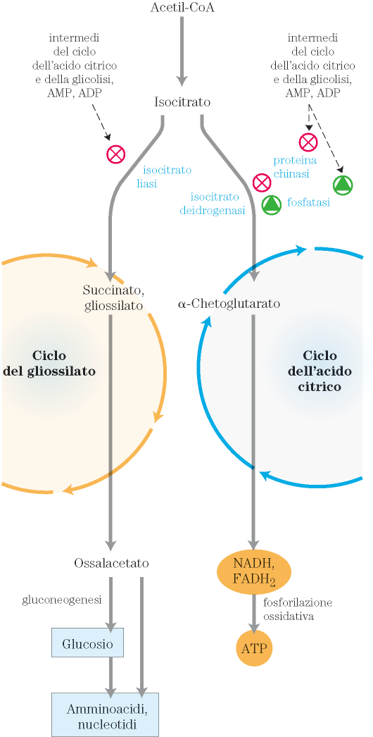 Regolazione del ciclo del gliossilato Il ciclo del gliossilato e il ciclo dell acido citrico sono regolati in modo coordinato.