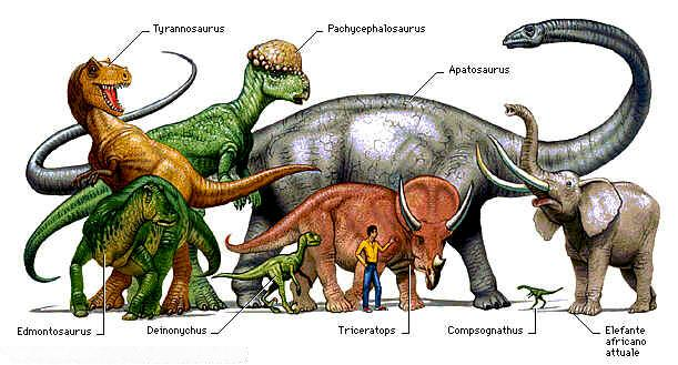 L'era dei rettili Con il passare dei millenni alcuni anfibi si sono evoluti e non avevano più bisogno di stare vicino l'acqua.