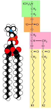 FOSFOLIPIDI I maggiori componenti delle membrane cellulari