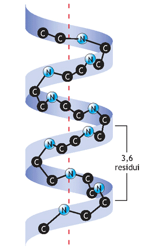 La struttura secondaria delle proteine Interessa tratti più o meno lunghi di una catena polipeptidica, che assumono un ripiegamento regolare e