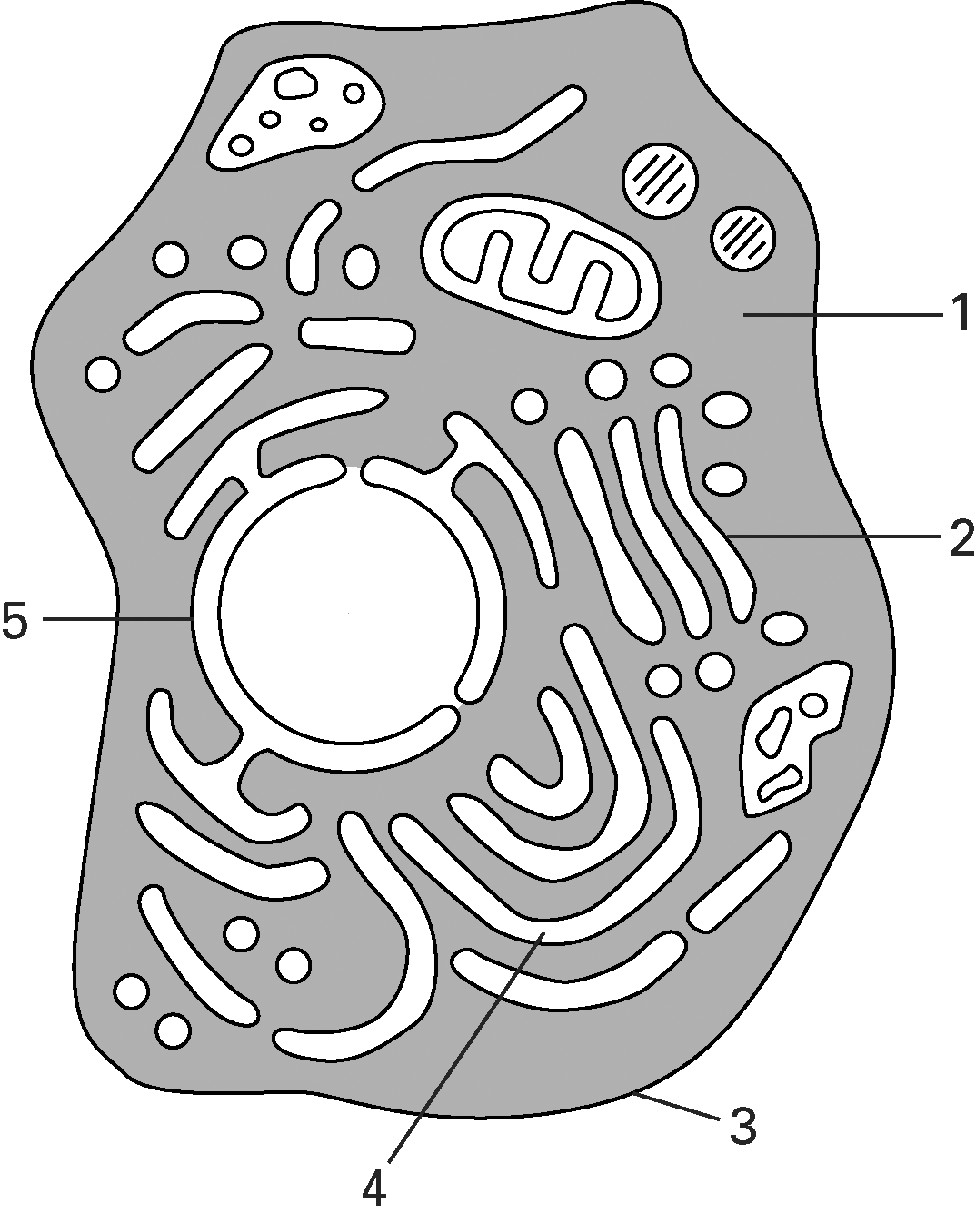 citoplasma Involucro nucleare Apparato di Golgi Membrana