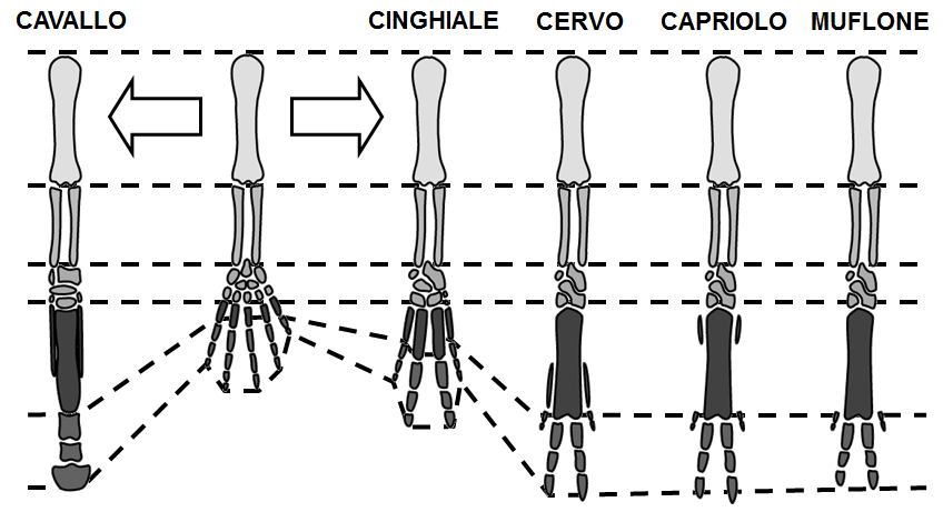 Evoluzione dell