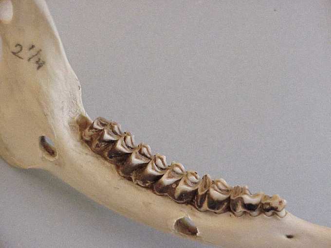 M3 mostra usura e una piccola area di dentina, le cuspidi di M3 sono meno appuntite.