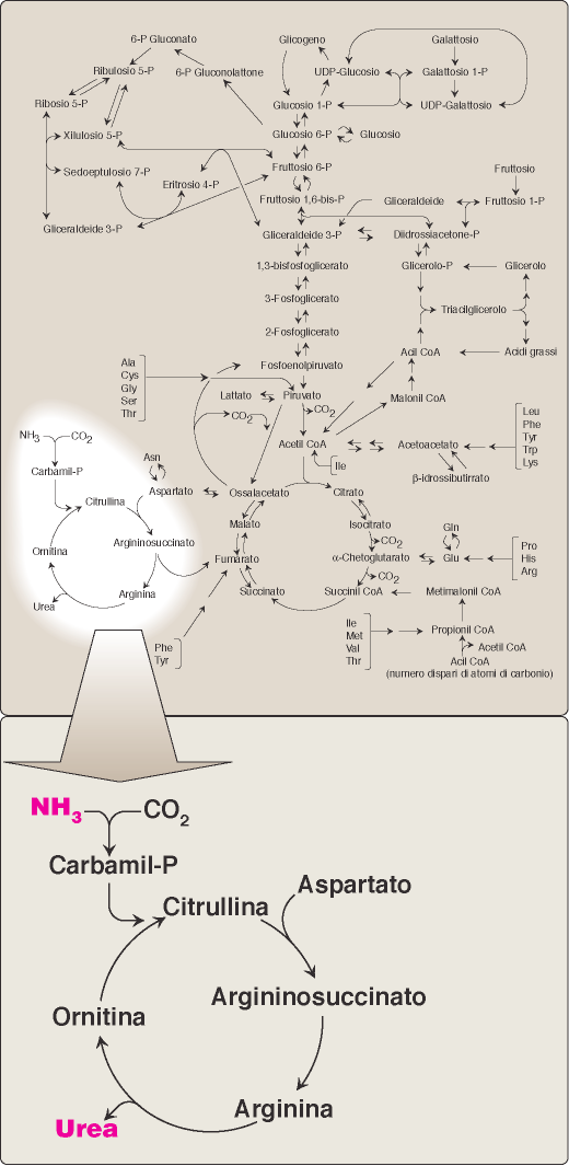 Gli aa. non sono conservati nell organismo, quelli che eccedono le necessità biosintetiche sono subito degradati.