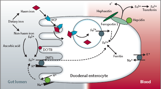 Assorbimento e rilascio del ferro dall enterocita nel duodeno Metabolismo del ferro nell enterocita duodenale?