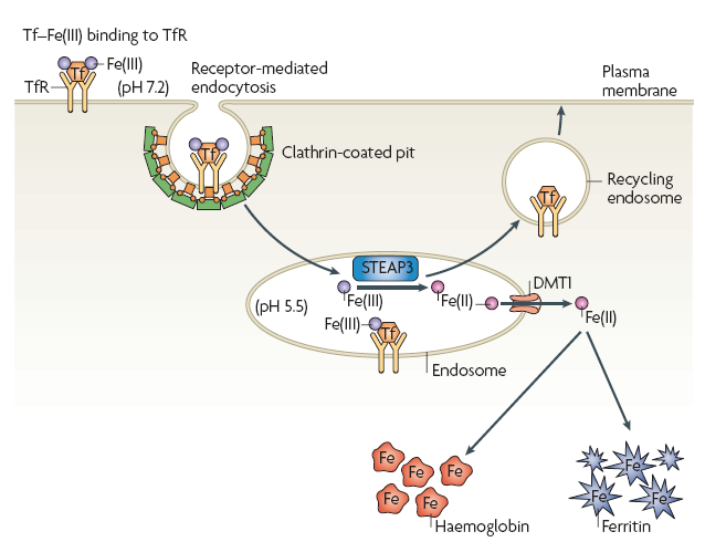 Assorbimento del ferro da parte dell eritroblasto TfR1 presente per l 80% su queste cellule De Domenico, I et