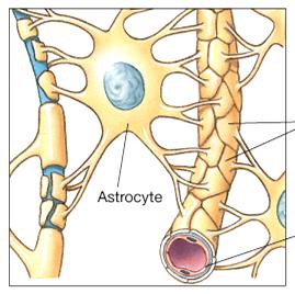 Blood-Brain Barrier Funzione: mantiene costante il milieu interno, impedendo il passaggio di