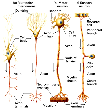 Quattro funzioni dei neuroni 1. Receive and integrate inputs 2. Generate a nerve impulse (action potential) 3. Conduct the action potential 4.