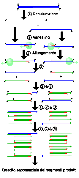 SCHEMA DI 1 CICLO DI PCR 94 C; 5min PRIMERS