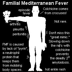 Febbre Familiare Mediterranea Clinica Terapia età di esordio prima dei 5 anni 65% all età di 20 anni, 90% febbre per 3-4 giorni possibili sintomi