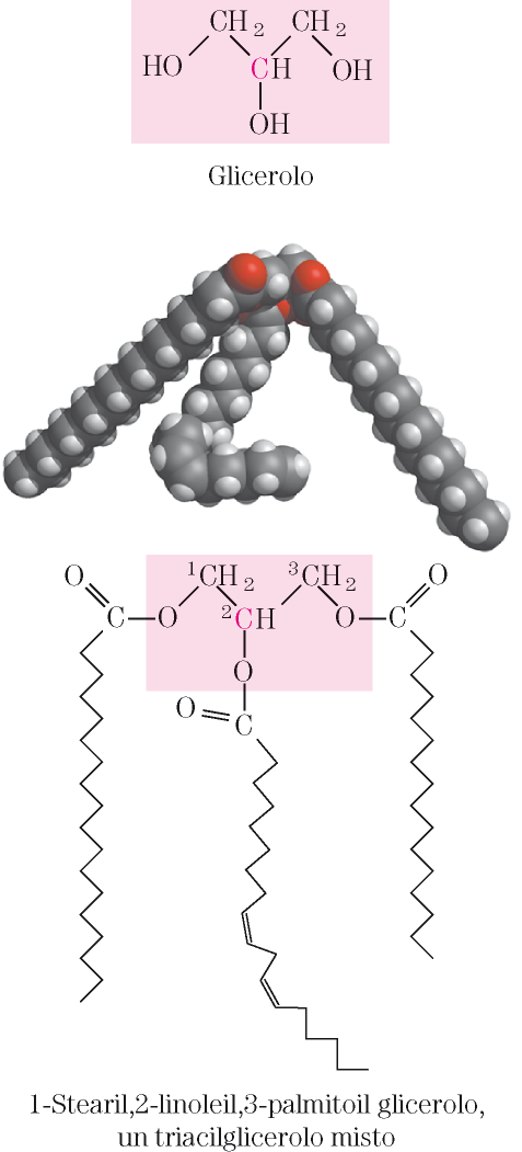 Acidi grassi CH 3 (CH 2 )n-cooh