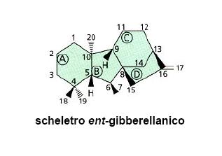 Gibberelline Struttura Sono state identificate nelle piante nel 1950 in Inghilterra GA 3 è stata la prima giberellina attiva messa in commercio Prima classificazione in base al numero degli atomi di