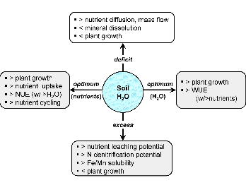 Nutrient-Water Interactions Soil H 2 O supply influences nutrient