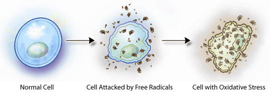Purtroppo durante questo processo si producono nella cellula anche sostanze tossiche CELLULA