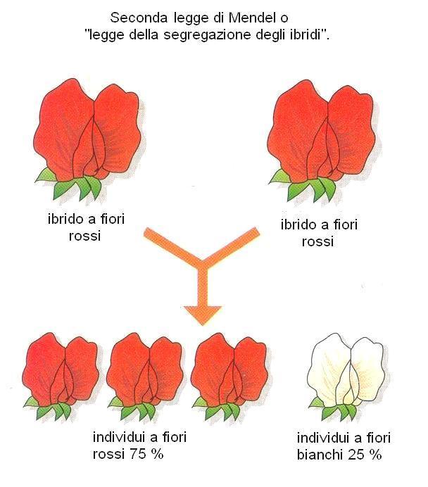 Mendel ripete l esperimento, considera (osserva) il carattere colore del seme. Ci sono piante a seme giallo e piante a seme verde.