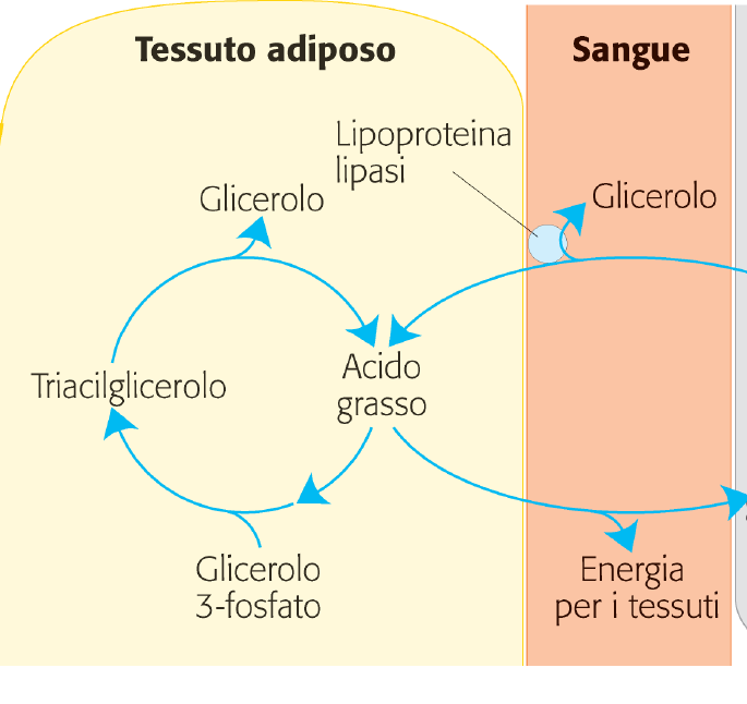 Il 75% degli acidi grassi rilasciati dalla lipolisi è riesterificata