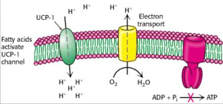 TESSUTO ADIPOSO BRUNO Sulla membrana interna dei mitocondri è presente, in elevata quantità, la termogenina (UnCouling Protein-1).