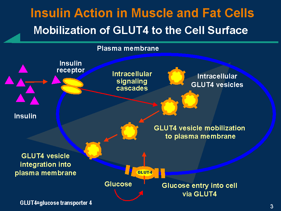 Dopo un pasto, l insulina determina un aumento del numero dei trasportatori per il glucosio (GLUT-4) sulla membrana degli adipociti.
