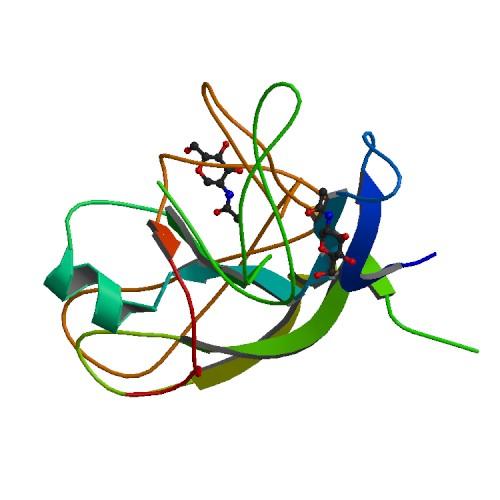 hcg e β-hcg Categoria: ormoni e subunità ormonali Natura chimica: glicoproteina (46 kd) Subunità alfa comune a LH, FSH, TSH Subunità beta C-terminale 24 aa Specifico della gonadotropina corionica