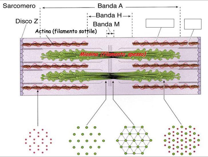 Patogenesi: meccanismi compensatori centrali Il