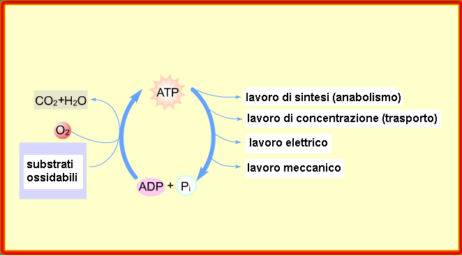 CARBOIDRATI GRASSI PROTEINE + O 2 CATABOLISMO CO 2 + H 2 O + NH 4 + (NAD, FAD, NADP) ADP + Pi ATP (NADH, FADH 2,