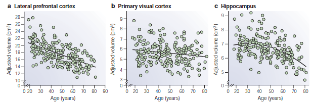 Invecchiamento cerebrale Alcune aree cerebrali vanno incontro ad una riduzione di volume legata