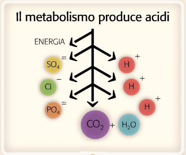 Ruolo dei Tamponi, Polmone, Rene nell equilibrio acido base Controllo respiratorio della