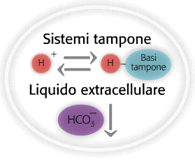 Sistemi tampone Sistemi tampone Impediscono variazioni della concentrazione degli ioni H + Questo meccanismo interviene entro frazioni di