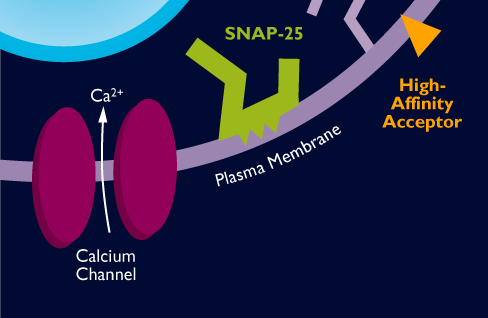 DIFFERENTI SITI DI AZIONE INTRACELLULARI BoNT-A e BoNT-B si legano a differenti accettori extra cellulari del neurone presinaptico Sierotipi