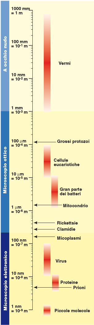 DIMENSIONI Protozoi: 2-100 m Funghi (lieviti):