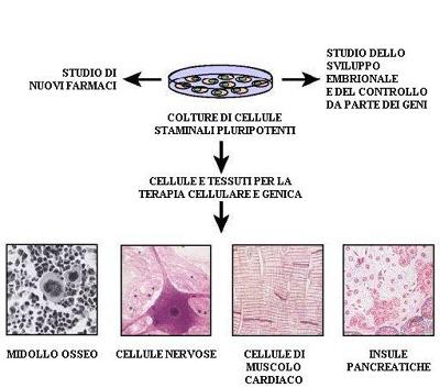 possibile ottenere colture di cellule tutte uguali