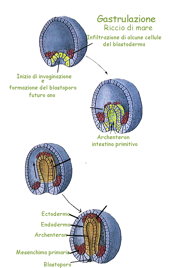 Sviluppo embrionale Inizia quindi un processo che porta una parte delle cellule della calotta a introflettersi.