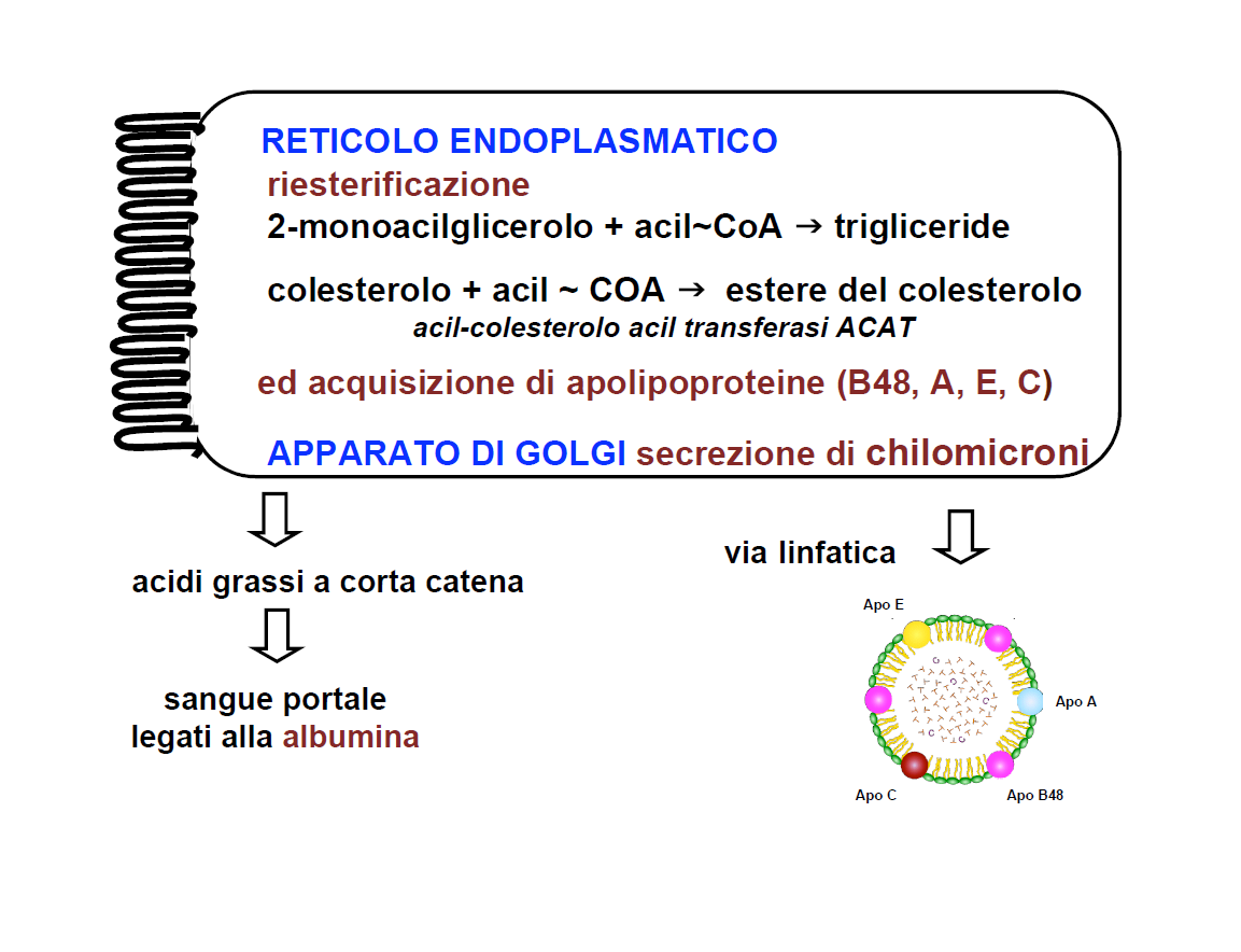 Digestione dei lipidi: 7 fasi 1. Emulsionamento dei triacilgliceroli; 2. Formazione di micelle miste con i sali biliari, fosfolipidi e colesterolo; 3.