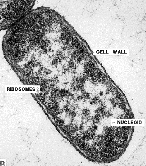 Il materiale genetico è presente sotto forma di una grossa molecola circolare di DNA (cromosoma ).