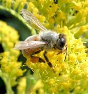 RISULTATI ITALIANI Incrementare significativamente le popolazioni di insetti impollinatori. Favorire lo sviluppo di farfalle e altri insetti.