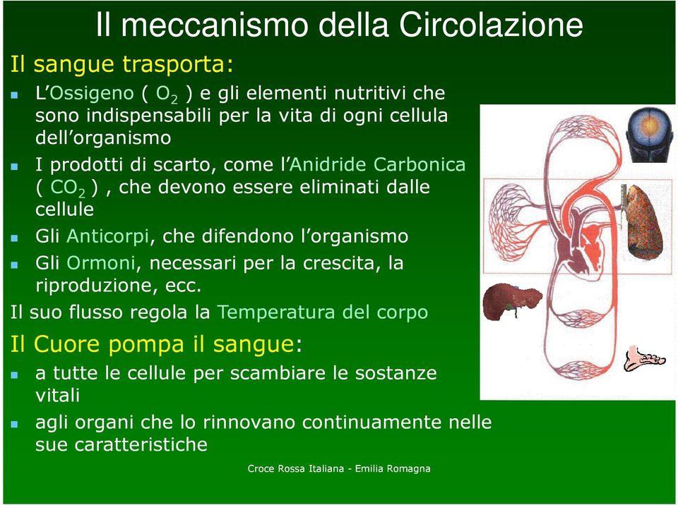 Anticorpi, che difendono l organismo Gli Ormoni, necessari per la crescita, la riproduzione, ecc.