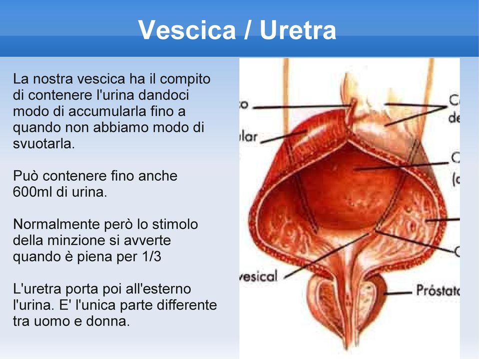 Può contenere fino anche 600ml di urina.