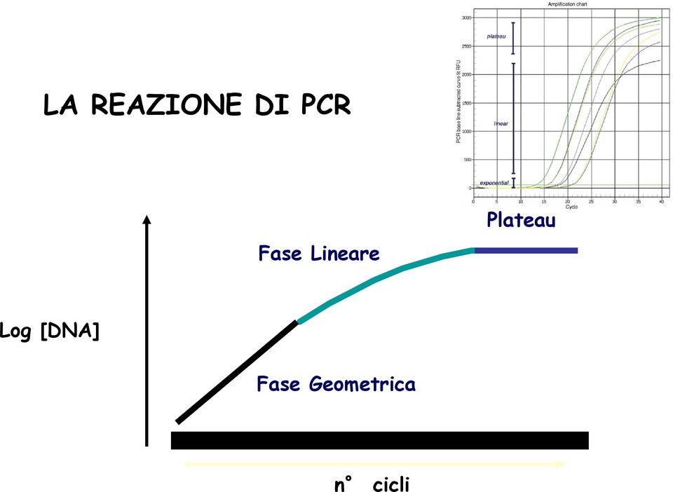 Plateau Log [DNA]