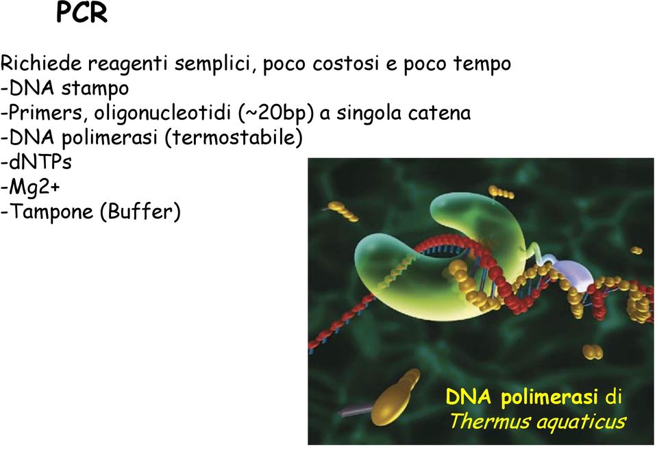 singola catena -DNA polimerasi (termostabile) -dntps