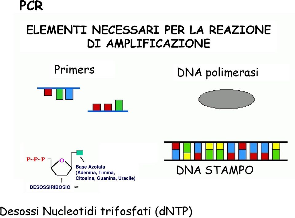 (Adenina, Timina, Citosina, Guanina, Uracile) DNA