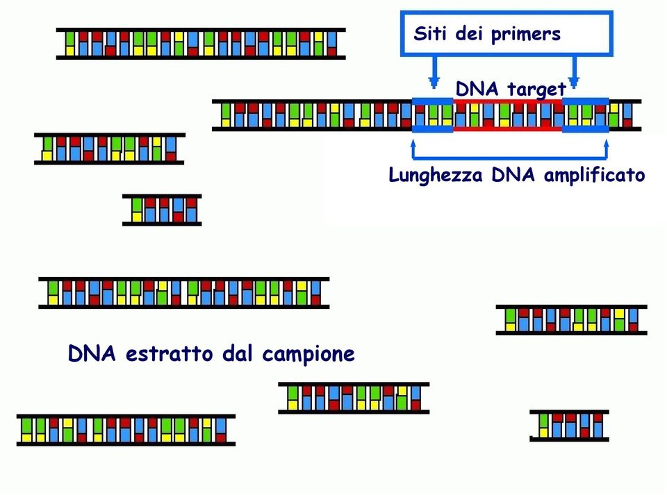 Lunghezza DNA