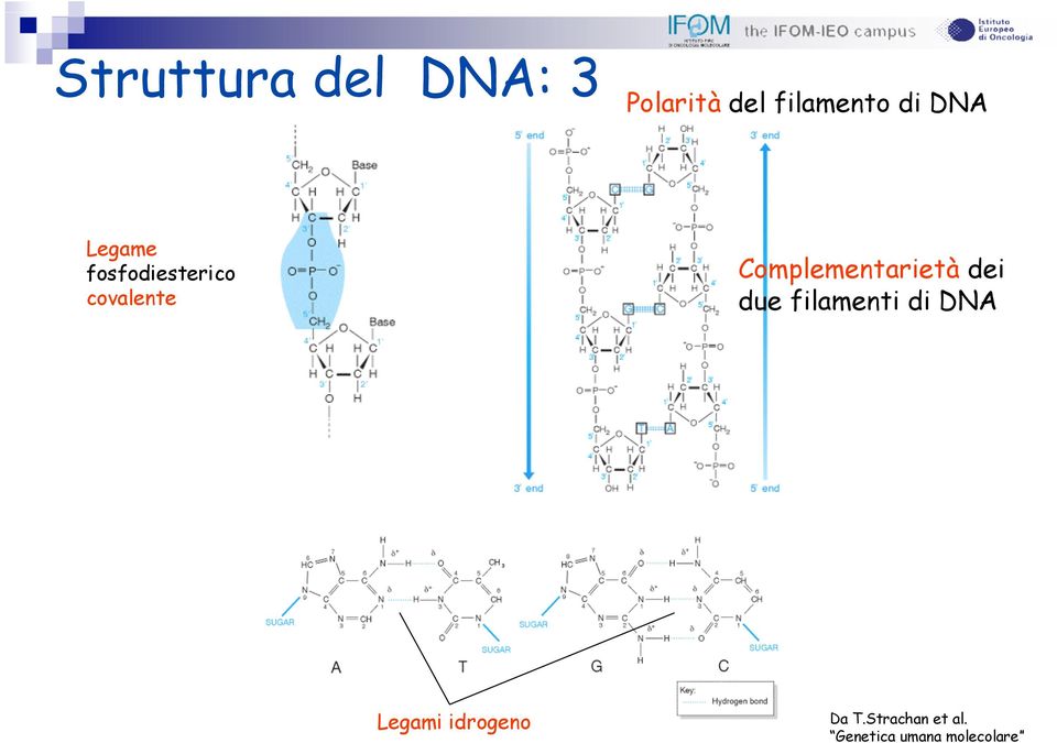 Complementarietà dei due filamenti di DNA