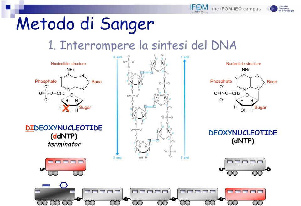 DNA x DIDEOXYNUCLEOTIDE